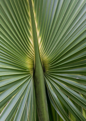 Picture of PALM DETAIL I