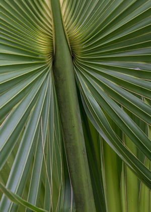 Picture of PALM DETAIL II