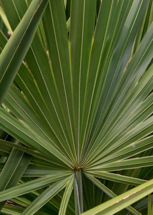 Picture of PALM DETAIL III