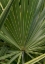 Picture of PALM DETAIL III