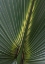 Picture of PALM DETAIL IV