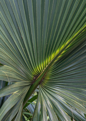Picture of PALM DETAIL V