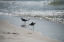 Picture of WADING II