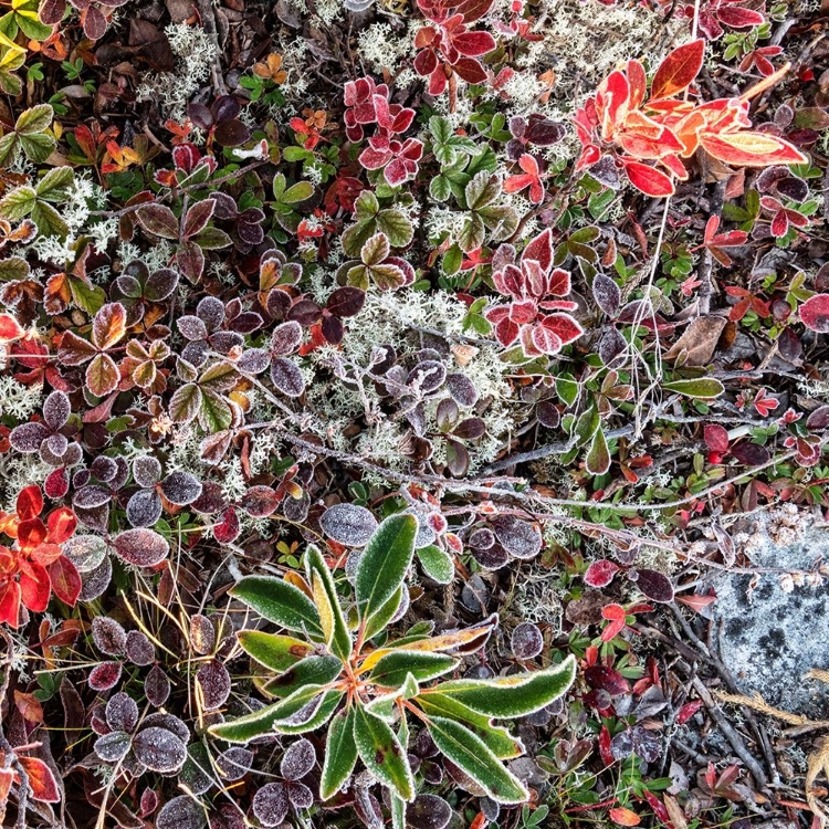 Picture of GROUND COVER I