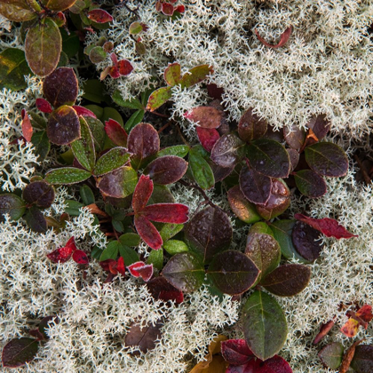 Picture of GROUND COVER II