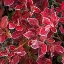 Picture of GROUND COVER III
