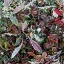 Picture of GROUND COVER IV