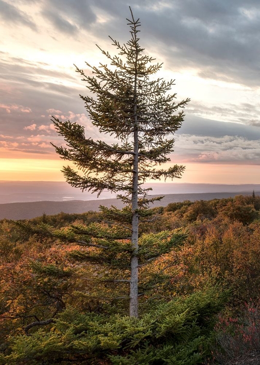 Picture of STANDING ALONE