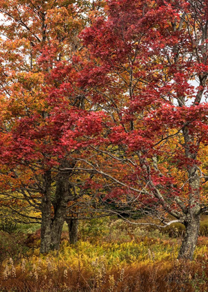 Picture of GOLD AND RED