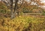 Picture of MAPLES AND FERNS