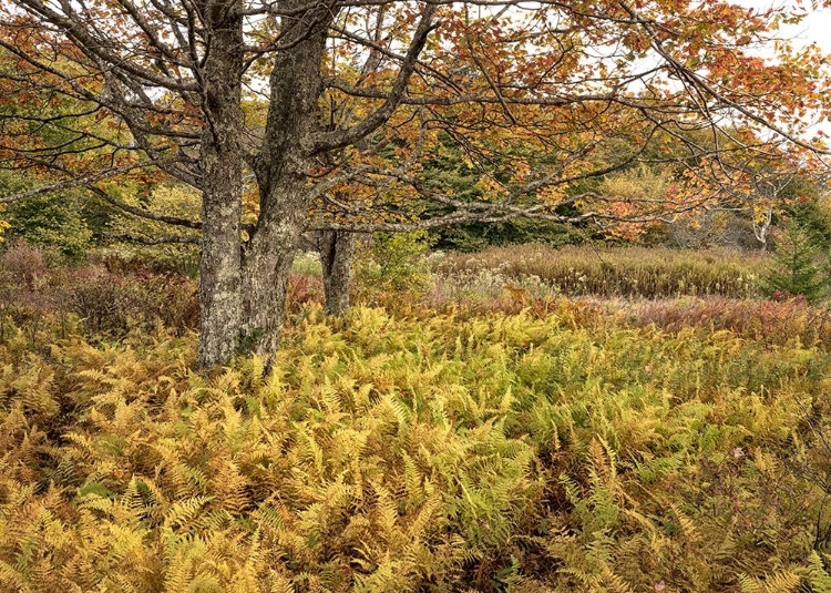 Picture of MAPLES AND FERNS