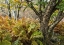 Picture of AUTUMN FERN