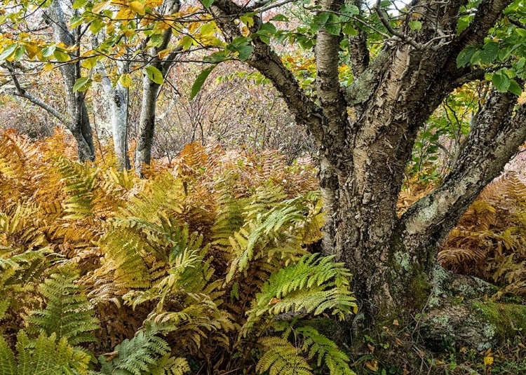 Picture of AUTUMN FERN