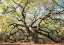 Picture of ANGEL OAK