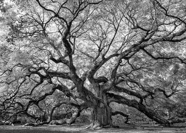 Picture of ANGEL OAK BANDW