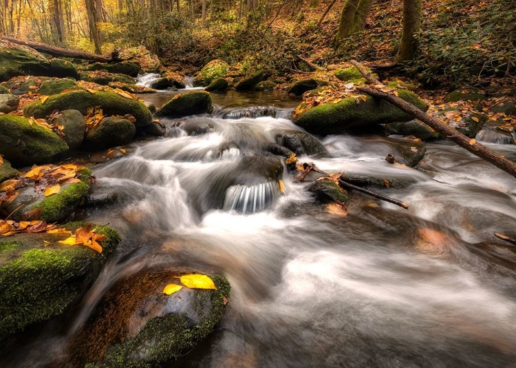 Picture of FALLEN LEAVES