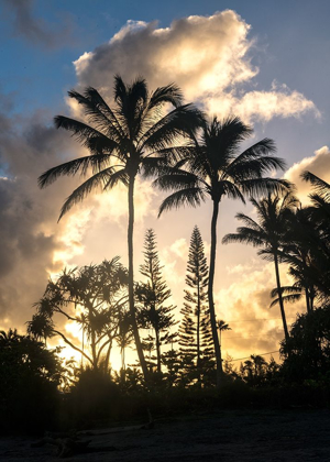 Picture of PALM SILOUETTE I