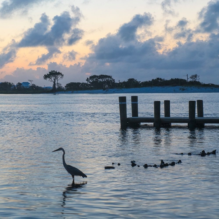 Picture of BLUE HERON