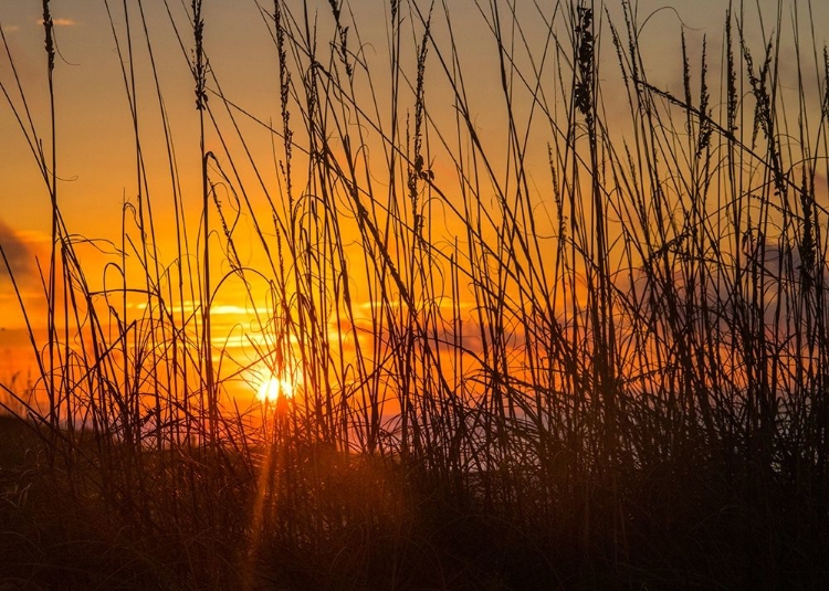 Picture of SEA OATS