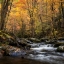 Picture of GOLDEN GLOW