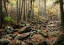 Picture of DRY CREEK