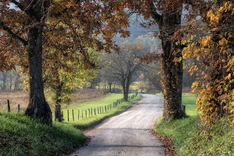 Picture of BETWEEN THE OAKS