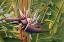 Picture of BIRD OF PARADISE