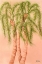 Picture of HOLIDAY PALMS
