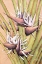 Picture of WHITE BIRD OF PARADISE