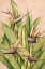 Picture of YELLOW BIRD OF PARADISE