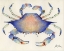 Picture of BLUE CRAB
