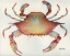 Picture of RED CRAB