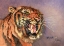 Picture of EYE OF THE TIGER