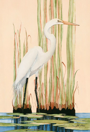 Picture of GREAT WHITE EGRET