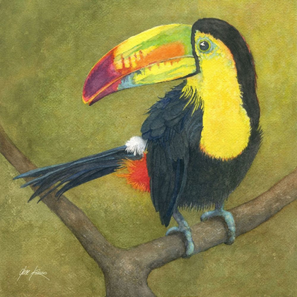 Picture of TOUCAN