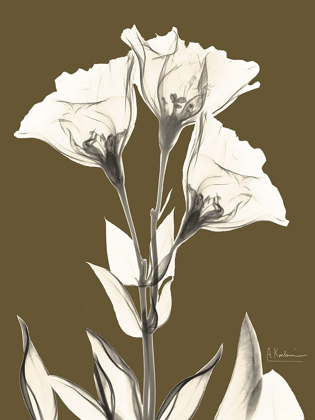 Picture of GENTIAN FALL
