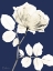 Picture of ROSE COOL DYNASTY 1