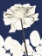 Picture of ROSE COOL DYNASTY 2
