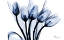 Picture of MARVELOUS INDIGO TULIPS 2
