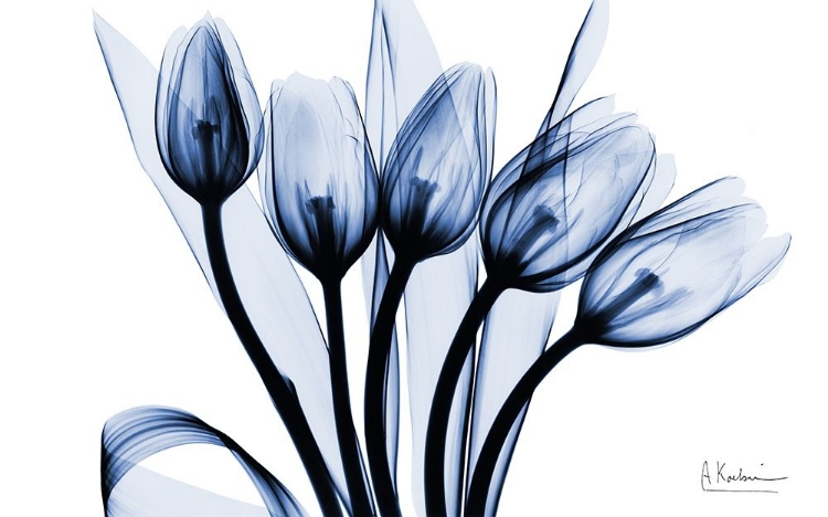 Picture of MARVELOUS INDIGO TULIPS 2