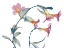 Picture of SUMMER BRAZILIAN JASMINE