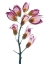 Picture of SUMMER FOXGLOVE