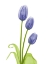 Picture of BLUE IRIS TULIP L78