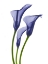 Picture of ROWDY CALLA LILLY TRIO K1