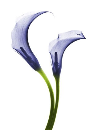 Picture of ROWDY CALLA LILLY DUO