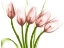 Picture of CORAL MARCHING TULIPS