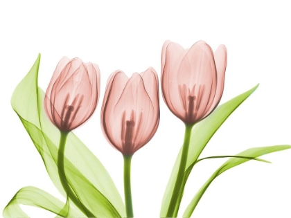 Picture of CORAL GROUPED TULIPS