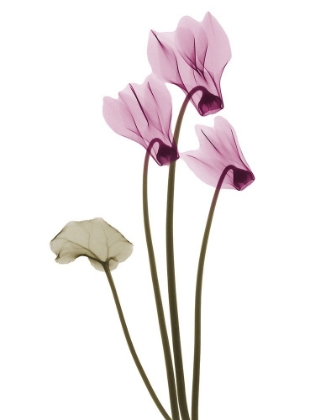 Picture of DELIGHTFUL CYCLAMEN H11