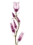 Picture of DELIGHTFUL CANTERBURY BELL H24