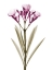 Picture of DELIGHTFUL OLEANDER A57
